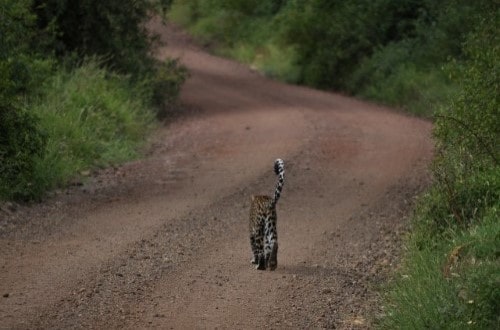 Rare leopard in Lake Manyara National Park. Travel with World Lifetime Journeys