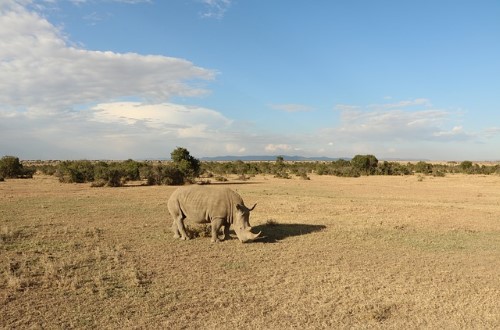 Rhino in Tanzania. Travel with World Lifetime Journeys