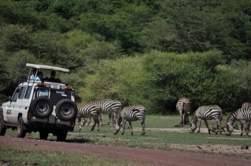 Safari car and zebras in Lake Manyara. Travel with World Lifetime Journeys
