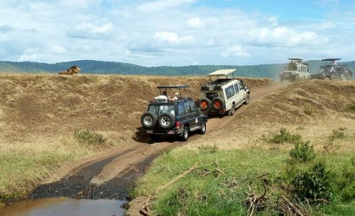 Safari cars looking at a lion male in Ngorongoro. Travel with World Lifetime Journeys