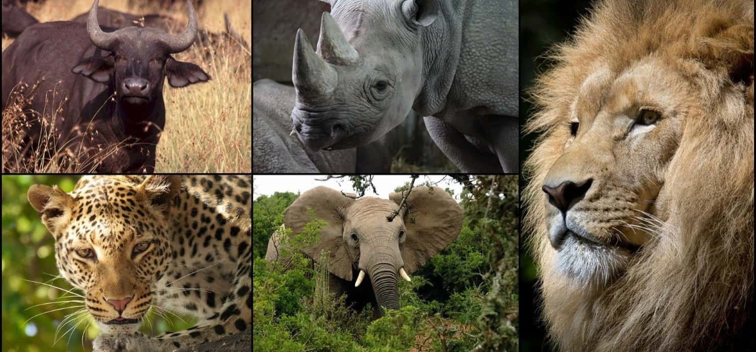 See the big five in Tanzania. Travel with World Lifetime Journeys