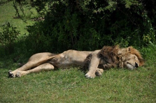 Sleeping lion male in Ngorongoro Crater. Travel with World Lifetime Journeys