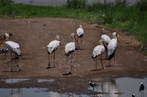 Storks in Lake Manyara National Park. Travel with World Lifetime Journeys