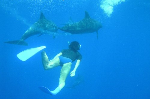 Swimming with dolphins Zanzibar. Travel with World Lifetime Journeys