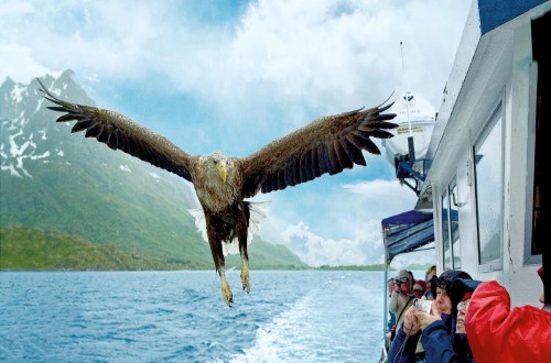 The wingspan of the white-tailed sea eagle can reach up to 2.7m. Travel with World Lifetime Journeys