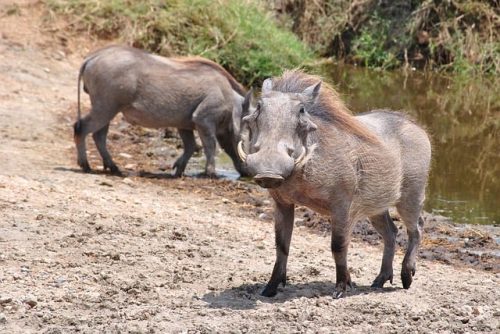 Warthogs in Serengeti National Park. Travel with World Lifetime Journeys