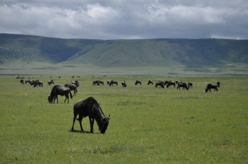 Wildebeest grazing on Ngorongoro Crater plains. Travel with World Lifetime Journeys