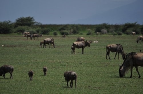 Wildebeest in Lake Manyara. Travel with World Lifetime Journeys
