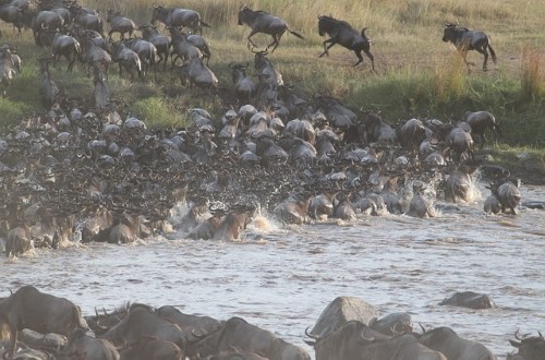 Wildebeests migration in Serengeti National Park. Travel with World Lifetime Journeys