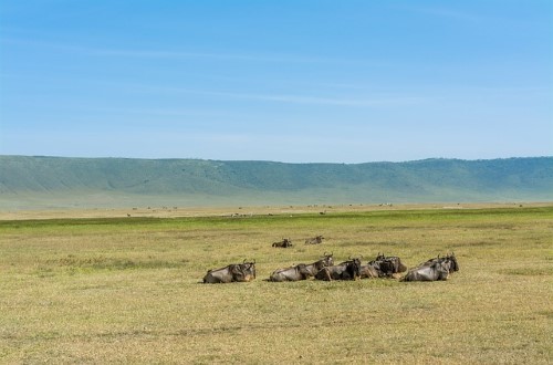 Wildebeests resting on Ngorongoro Crater plains. Travel with World Lifetime Journeys