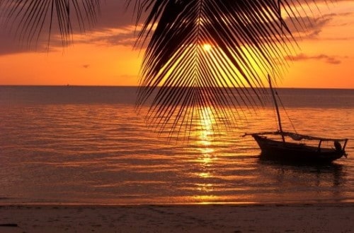 Zanzibar and palm tree at sunset