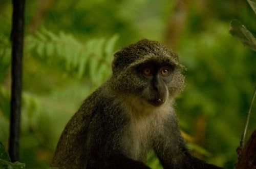 Zanzibar monkey. Travel with World Lifetime Journeys