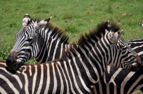 Zebra couple in Ngorongoro Crater. Travel with World Lifetime Journeys
