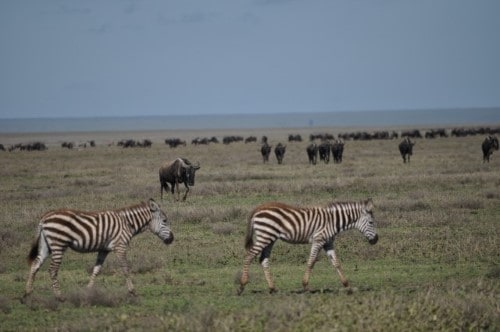 Zebras and wildebeests migration in Tanzania. Travel with World Lifetime Journeys
