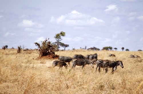 Zebras feeding on Tarangire National Park plains