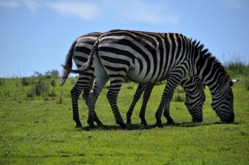 Zebras grazing in Ngorongoro Conservation Area. Travel with World Lifetime Journeys