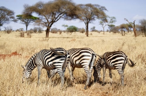 Zebras grazing in Tarangire National Park. Travel with World Lifetime Journeys