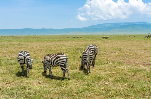 Zebras grazing on Ngorongoro Crater plains. Travel with World Lifetime Journeys