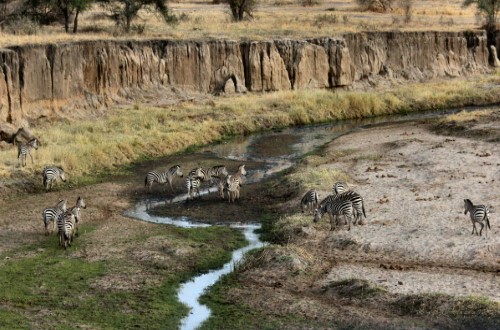 Zebras in Tarangire National Park. Travel with World Lifetime Journeys