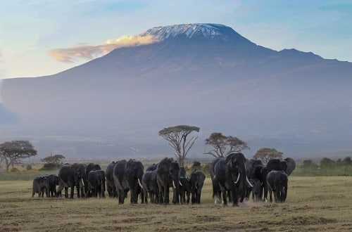 Elephants in front of Kilimanjaro, Tanzania. Travel with World Lifetime Journeys