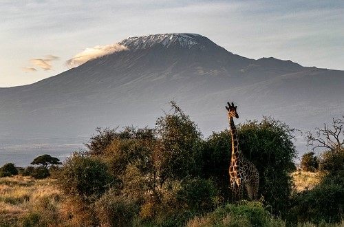 Giraffe in front of Kilimanjaro Mountain in Tanzania. Travel with World Lifetime Journeys