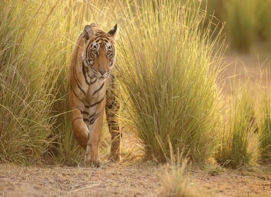 India Tour tigers Taj Mahal 2 NMH-WLJ. Travel with World Lifetime Journeys