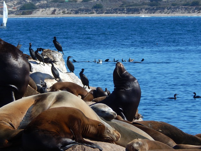 Self driving tour California Monterey Bay California. Travel with World Lifetime Journeys